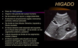 HIGADO
 Peso de 1500 gramos
 Órgano más grande del cuerpo humano
 Se de evaluar con ayuno y vejiga distendida
 Evaluarse en proyecciones sagital, transversa,
coronal y oblicua subcostal.
 Se divide en tres lóbulos: Derecho, izquierdo y
lóbulo caudado
 El lóbulo derecho está separado del izquierdo
por la fisura lobar principal, LD se divide en los
segmentos anterior y posterior
 Lóbulo izquierdo se divide en los segmentos
medial y lateral.
 El lóbulo caudado esta situado en la cara
posterior del hígado y tiene como borde
posterior la vena cava inferior y como borde
anterior la fisura para el ligamento venoso.
 