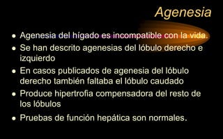 Agenesia
 Agenesia del hígado es incompatible con la vida.
 Se han descrito agenesias del lóbulo derecho e
izquierdo
 En casos publicados de agenesia del lóbulo
derecho también faltaba el lóbulo caudado
 Produce hipertrofia compensadora del resto de
los lóbulos
 Pruebas de función hepática son normales.
 