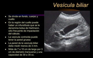 Vesícula biliar
 Se divide en fondo, cuerpo y
cuello
 En la región del cuello puede
haber un infundíbulo que se le
denomina bolsa de Hartmann,
sitio frecuente de impactación
del cálculo.
 La vesícula contraída puede
tener la pared gruesa
 La pared de la vesícula biliar
debe medir menos de 3 mm.
 Mide de 7 a 10 cm de largo por 3
cm de diámetro transverso y una
capacidad de 30 a 35 cc.
 