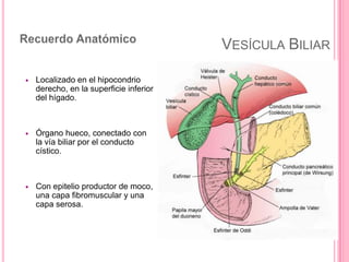 VESÍCULA BILIAR


Localizado en el hipocondrio
derecho, en la superficie inferior
del hígado.



Órgano hueco, conectado...