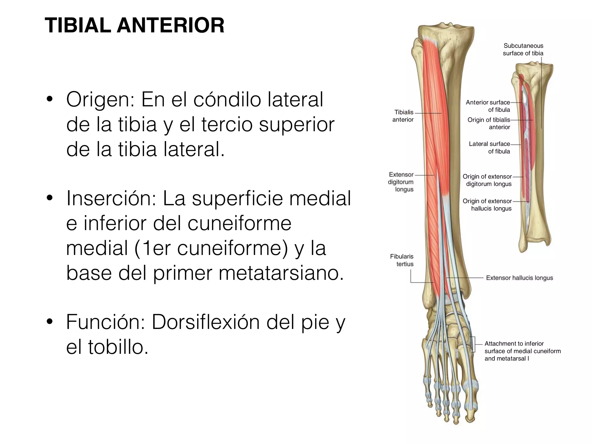 Ultrasonido de tobillo anatomía | PDF