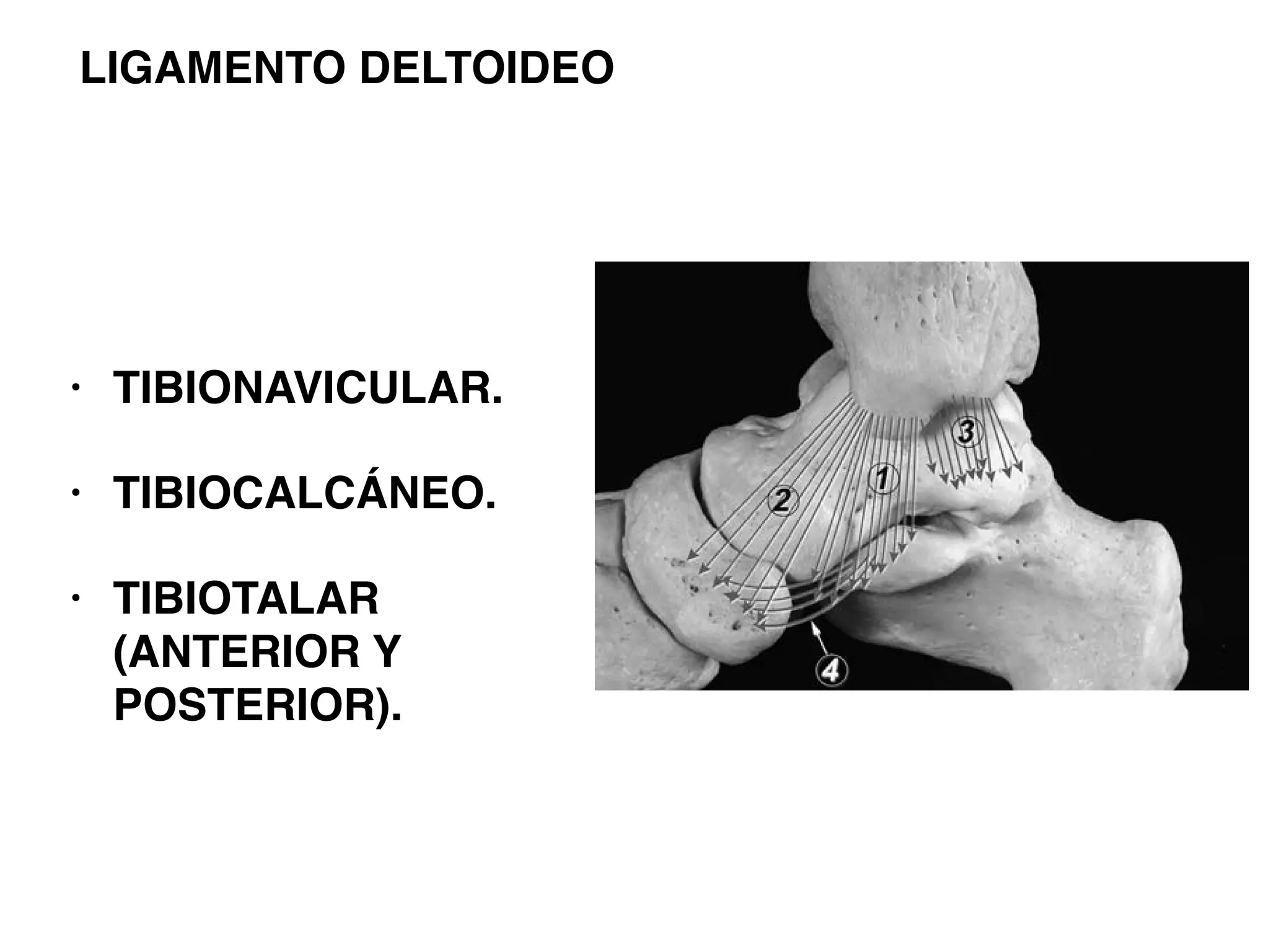 Angulo Tobillo Ultrasonido de tobillo anatomía | PDF