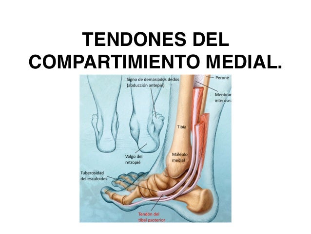 TOBILLO ANATOMIA EPUB TOBILLO ANATOMIA EPUB