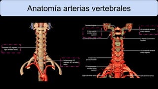 Anatomía arterias vertebrales
 