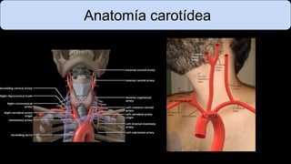 Anatomía carotídea
art vertebral der
 