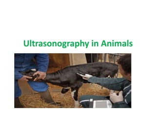 Ultrasonography in Animals
 