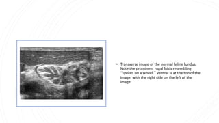 • Transverse image of the normal feline fundus.
Note the prominent rugal folds resembling
‘‘spokes on a wheel.’’ Ventral is at the top of the
image, with the right side on the left of the
image.
 