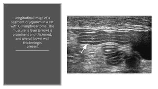 Longitudinal image of a
segment of jejunum in a cat
with GI lymphosarcoma. The
muscularis layer (arrow) is
prominent and thickened,
and overall bowel wall
thickening is
present
 