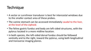 Technique
• A sector or curvilinear transducer is best for intercostal windows due
to the smaller contact area of these probes.
• The canine stomach can be accessed immediately caudal to the liver,
at the level of the xiphoid.
• The feline gastric fundus and body are left-sided structures, with the
pylorus located in a more midline location.
• In both species, the left-sided dorsal fundus should be followed
ventrally and to the right, toward the pylorus, using both longitudinal
and transverse imaging planes.
 