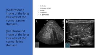 (A)Ultrasound
image of the long
axis view of the
normal canine
stomach.
(B) Ultrasound
image of the long
axis view of the
normal feline
stomach
• F = fundus
• B= body of stomach
• L = liver
• S= stomach
• P= pancreas
 