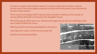 Computer image enhancement research is being conducted to obtain a clearer
picture and to more accurately compute the area and fat thickness automatically for
carcass measurement.
This is same technology which may be used to predict marbling in the muscle on
carcass before the hide is removed in the slaughter house.
The white specks often seen in an ultrasound image may be dues to marbling and/or
are a result of electrical ‘noise’.
Filtering systems are being developed to remove or
eliminate the ‘noise’ so that intramuscular fat
may be accurately quantified.
 