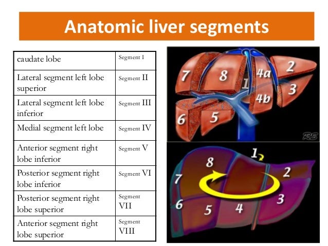 liver segments magdalene project org liver segments