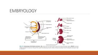 Ultrasound of Kidneys.pdf