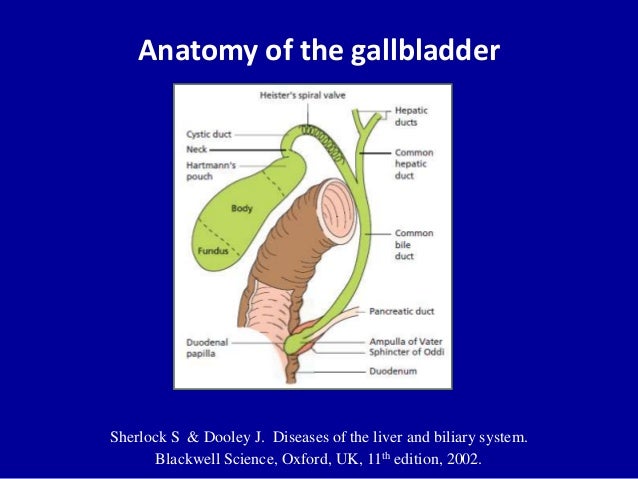 the anatomy and physiology of cystic Human anatomy & physiology: anatomy of the digestive system bile travels up cystic duct to gall bladder for storage. the anatomy and physiology of cystic Human anatomy & physiology: anatomy of the digestive system bile travels up cystic duct to gall bladder for storage.