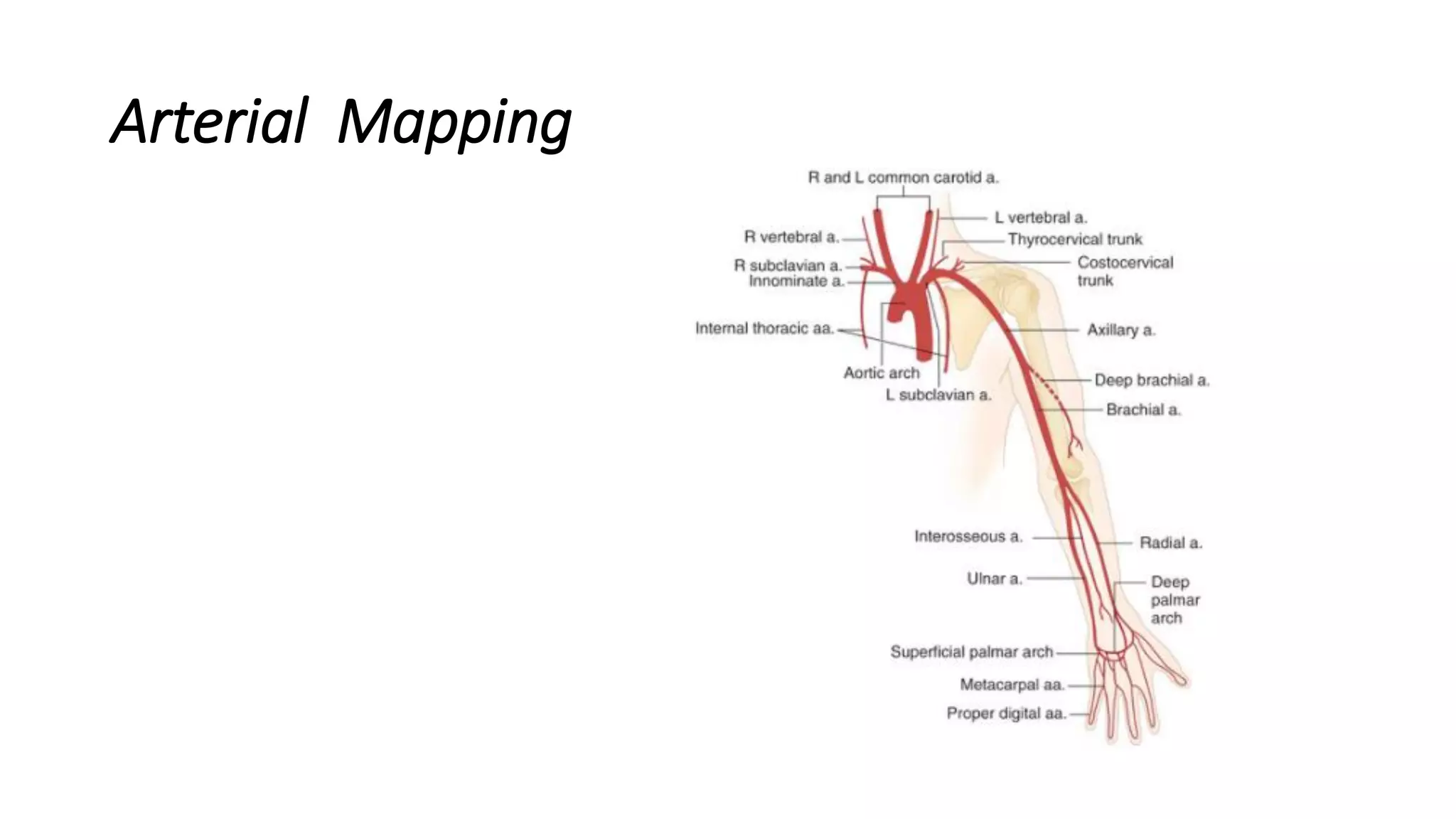 Arterial Mapping
