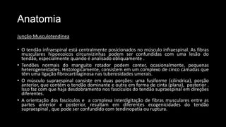 Anatomia
Junção Musculotendínea
• O tendão infraespinal está centralmente posicionados no músculo infraespinal. As fibras
musculares hipoecoicos circunvizinhas podem ser confundidas com uma lesão do
tendão, especialmente quando é analisado obliquamente .
• Tendões normais do manguito rotador podem conter, ocasionalmente, pequenas
heterogeneidades. Histologicamente, consistem em um complexo de cinco camadas que
têm uma ligação fibrocartilaginosa nas tuberosidades umerais.
• O músculo supraespinal consiste em duas porções: uma fusiforme (cilíndrica), porção
anterior, que contém o tendão dominante e outra em forma de cinta (plana), posterior .
Isso faz com que haja desdobramento nos fascículos do tendão supraespinal em direções
diferentes.
• A orientação dos fascículos e a complexa interdigitação de fibras musculares entre as
partes anterior e posterior, resultam em diferentes ecogenicidades do tendão
supraespinal , que pode ser confundido com tendinopatia ou ruptura.
 