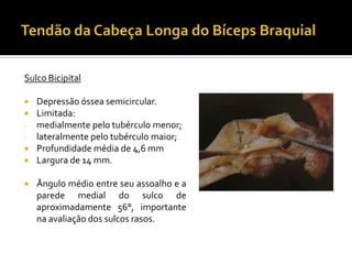 Sulco Bicipital
 Depressão óssea semicircular.
 Limitada:
- medialmente pelo tubérculo menor;
- lateralmente pelo tubérculo maior;
 Profundidade média de 4,6 mm
 Largura de 14 mm.
 Ângulo médio entre seu assoalho e a
parede medial do sulco de
aproximadamente 56°, importante
na avaliação dos sulcos rasos.
 
