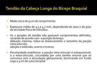  Mede cerca de 9 cm de comprimento.
 Espessura média de 3,3 a 4,7 mm, dependendo do sexo e do grau
de atividade física do indivíduo.
 As 2 porções do tendão não possuem comprimentos definidos,
variando de acordo com a posição do braço:
- abdução máxima, reduz-se drasticamente o tamanho da porção
intra-articular,
- adução e extensão, ocorre o inverso .
 Peculiaridade anatômica: a porção intra-articular é extrassinovial,
e a extra-articular, circundada por uma bainha sinovial que se
comunica com a articulação glenoumeral, terminando em fundo
cego a 3 cm do sulco bicipital.
 