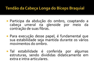  Participa da abdução do ombro, coaptando a
cabeça umeral na glenoide por meio da
contração de suas fibras.
 Para execução desse papel, é fundamental que
sua estabilidade seja mantida durante os vários
movimentos do ombro.
 Tal estabilidade é conferida por algumas
estruturas, sendo divididas didaticamente em
extra e intra-articulares.
 