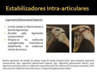 LigamentoGlenoumeral Superior
 Limita medial e inferiormente a
bainha ligamentar.
 Envolto pelo ligamento
coracoumeral.
 Origina-se no tubérculo
supraglenoide, inserindo-se
distalmente no tubérculo
menor do úmero.
Bainha ligamentar do tendão da cabeça longa do bíceps braquial (tclb). Seta tracejada: ligamento
coracoumeral; lgus: ligamento glenoumeral superior; lgui: ligamento glenoumeral inferior; lcoa:
ligamento coracoacromial; lcc: ligamento coracoclavicular; AC: acrômio; PC: processo coracoide; CLAV:
clavícula; tme: tubérculo menor do úmero; (*):ligamento glenoumeral médio.
 