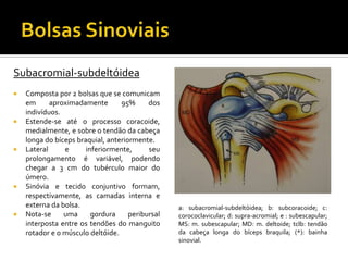 Subacromial-subdeltóidea
 Composta por 2 bolsas que se comunicam
em aproximadamente 95% dos
indivíduos.
 Estende-se até o processo coracoide,
medialmente, e sobre o tendão da cabeça
longa do bíceps braquial, anteriormente.
 Lateral e inferiormente, seu
prolongamento é variável, podendo
chegar a 3 cm do tubérculo maior do
úmero.
 Sinóvia e tecido conjuntivo formam,
respectivamente, as camadas interna e
externa da bolsa.
 Nota-se uma gordura peribursal
interposta entre os tendões do manguito
rotador e o músculo deltóide.
a: subacromial-subdeltóidea; b: subcoracoide; c:
corococlavicular; d: supra-acromial; e : subescapular;
MS: m. subescapular; MD: m. deltoide; tclb: tendão
da cabeça longa do bíceps braquila; (*): bainha
sinovial.
 