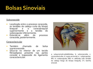 Subcoracoide
 Localizada entre o processo coracoide,
os tendões da cabeça curta do bíceps
braquial e o coracobraquial
superiormente e o tendão do
subescapular inferiormente.
 Estende-se além do processo
coracoide, posteriormente.
Coracoclavicular
 Também chamada de bolsa
supracoracoide.
 Situa-se no interior de um tecido
fibroadiposo presente nas partes
conoide e trapezoide do ligamento
coracoclavicular.
a: subacromial-subdeltóidea; b: subcoracoide; c:
corococlavicular; d: supra-acromial; e : subescapular;
MS: m. subescapular; MD: m. deltoide; tclb: tendão
da cabeça longa do bíceps braquila; (*): bainha
sinovial.
 