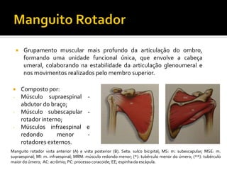  Grupamento muscular mais profundo da articulação do ombro,
formando uma unidade funcional única, que envolve a cabeça
um...