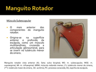 Músculo Subescapular
 O mais anterior dos
componentes do manguito
rotador.
 Origina-se na superfície
anterior e profunda da
escápula, como um músculo
multitendíneo, cruzando a
articulação glenoumeral, para
se inserir no tubérculo menor
do úmero.
Manguito rotador vista anterior (A). Seta: sulco bicipital; MS: m. subescapular; MSE: m.
supraespinal; MI: m. infraespinal; MRM: músculo redondo menor; (*): tubérculo menor do úmero;
(**): tubérculo maior do úmero; AC: acrômio; PC: processo coracoide; EE; espinha da escápula.
 