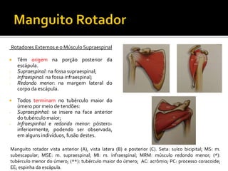 Rotadores Externos e o Músculo Supraespinal
 Têm origem na porção posterior da
escápula.
- Supraespinal: na fossa supraespinal;
- Infraespinal: na fossa infraespinal;
- Redondo menor: na margem lateral do
corpo da escápula.
 Todos terminam no tubérculo maior do
úmero por meio de tendões:
- Supraespinhal: se insere na face anterior
do tubérculo maior;
- Infraespinhal e redondo menor: póstero-
inferiormente, podendo ser observada,
em alguns indivíduos, fusão destes.
Manguito rotador vista anterior (A), vista latera (B) e posterior (C). Seta: sulco bicipital; MS: m.
subescapular; MSE: m. supraespinal; MI: m. infraespinal; MRM: músculo redondo menor; (*):
tubérculo menor do úmero; (**): tubérculo maior do úmero; AC: acrômio; PC: processo coracoide;
EE; espinha da escápula.
 