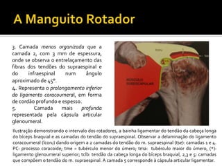 3. Camada menos organizada que a
camada 2, com 3 mm de espessura,
onde se observa o entrelaçamento das
fibras dos tendões do supraespinal e
do infraespinal num ângulo
aproximado de 45°.
4. Representa o prolongamento inferior
do ligamento coracoumeral, em forma
de cordão profundo e espesso.
5. Camada mais profunda
representada pela cápsula articular
glenoumeral.
Ilustração demonstrando o intervalo dos rotadores, a bainha ligamentar do tendão da cabeça longa
do bíceps braquial e as camadas do tendão do supraespinal. Observar a delaminação do ligamento
coracoumeral (lcoru) dando origem a 2 camadas do tendão do m. supraespinal (tse): camadas 1 e 4.
PC: processo coracoide; tme = tubérculo menor do úmero; tma: tubérculo maior do úmero, (*):
ligamento glenoumeral superior; tclb: tendão da cabeça longa do bíceps braquial, 2,3 e 5: camadas
que compõem o tendão do m. supraespinal. A camada 5 corresponde à cápsula articular ligamentar.
 