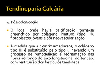 4. Pós-calcificação
 O local onde havia calcificação torna-se
preenchido por colágeno imaturo (tipo III),
fibroblastos jovens e por neovascularização.
 À medida que a cicatriz amadurece, o colágeno
tipo III é substituído pelo tipo I, havendo um
processo de remodelação e reorientação das
fibras ao longo do eixo longituidinal do tendão,
com restituição dos fascículos tendíneos.
 