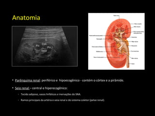Anatomia
• Parênquima renal: periférico e hipoecogênico - contém o córtex e a pirâmide.
• Seio renal – central e hiperecogênico:
- Tecido adiposo, vasos linfáticos e inervações do SNA.
- Ramos principais da artéria e veia renal e do sistema coletor (pelve renal).
 