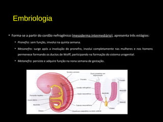 Embriologia
• Forma-se a partir do cordão nefrogênico (mesoderma intermediário), apresenta três estágios:
• Pronefro: sem função, imvolui na quinta semana.
• Mesonefro: surge após a involução do pronefro, involui completamente nas mulheres e nos homens
permenece formando os ductos de Wolff, participando na formação do sistema urogenital.
• Metanefro: persiste e adquire função na nona semana de gestação.
 