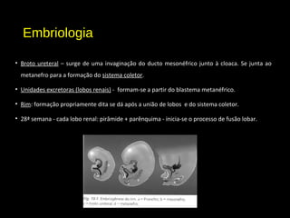 Embriologia
• Broto ureteral – surge de uma invaginação do ducto mesonéfrico junto à cloaca. Se junta ao
metanefro para a formação do sistema coletor.
• Unidades excretoras (lobos renais) - formam-se a partir do blastema metanéfrico.
• Rim: formação propriamente dita se dá após a união de lobos e do sistema coletor.
• 28ª semana - cada lobo renal: pirâmide + parênquima - inicia-se o processo de fusão lobar.
 