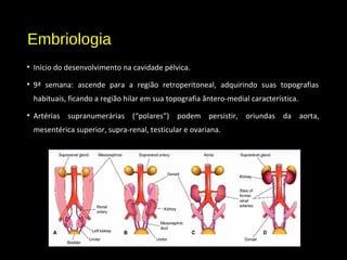 Embriologia
• Início do desenvolvimento na cavidade pélvica.
• 9ª semana: ascende para a região retroperitoneal, adquirindo suas topografias
habituais, ficando a região hilar em sua topografia ântero-medial característica.
• Artérias supranumerárias (“polares”) podem persistir, oriundas da aorta,
mesentérica superior, supra-renal, testicular e ovariana.
 