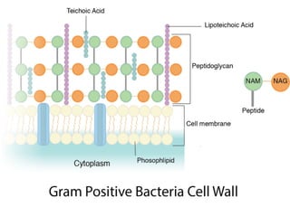 Ultrastructure and characterstic features of bacteria.