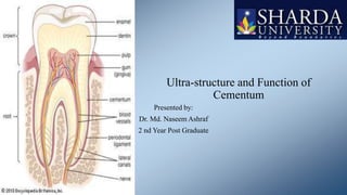 Ultra-structure and Function of
Cementum
Presented by:
Dr. Md. Naseem Ashraf
2 nd Year Post Graduate
 