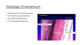Histology of cementum
• Histology section of cementum shows:
• A) Cells, fibers, ground substance
• B) Cemento-enamel junction
• C) Cemento-dentinal junction
 