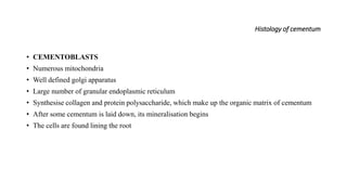 Histology of cementum
• CEMENTOBLASTS
• Numerous mitochondria
• Well defined golgi apparatus
• Large number of granular endoplasmic reticulum
• Synthesise collagen and protein polysaccharide, which make up the organic matrix of cementum
• After some cementum is laid down, its mineralisation begins
• The cells are found lining the root
 
