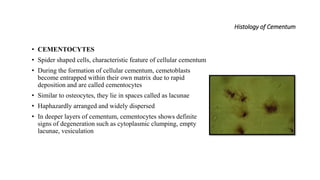 Histology of Cementum
• CEMENTOCYTES
• Spider shaped cells, characteristic feature of cellular cementum
• During the formation of cellular cementum, cemetoblasts
become entrapped within their own matrix due to rapid
deposition and are called cementocytes
• Similar to osteocytes, they lie in spaces called as lacunae
• Haphazardly arranged and widely dispersed
• In deeper layers of cementum, cementocytes shows definite
signs of degeneration such as cytoplasmic clumping, empty
lacunae, vesiculation
 