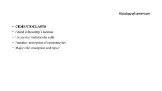 Histology of cementum
• CEMENTOCLASTS
• Found in howship’s lacunae
• Unilocular/multilocular cells
• Function: resorption of cementocytes
• Major role: resorption and repair
 