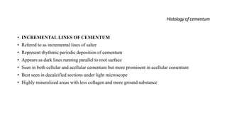 Histology of cementum
• INCREMENTAL LINES OF CEMENTUM
• Refered to as incremental lines of salter
• Represent rhythmic periodic deposition of cementum
• Appears as dark lines running parallel to root surface
• Seen in both cellular and acellular cementum but more prominent in acellular cementum
• Best seen in decalcified sections under light microscope
• Highly mineralized areas with less collagen and more ground substance
 