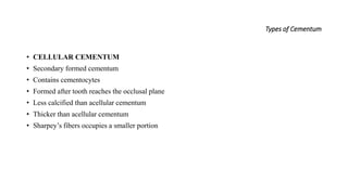 Types of Cementum
• CELLULAR CEMENTUM
• Secondary formed cementum
• Contains cementocytes
• Formed after tooth reaches the occlusal plane
• Less calcified than acellular cementum
• Thicker than acellular cementum
• Sharpey’s fibers occupies a smaller portion
 