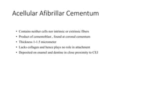 Acellular Afibrillar Cementum
• Contains neither cells nor intrinsic or extrinsic fibers
• Product of cementoblast , found at coronal cementum
• Thickness 1-1.5 micrometer
• Lacks collagen and hence plays no role in attachment
• Deposited on enamel and dentine in close proximity to CEJ
 