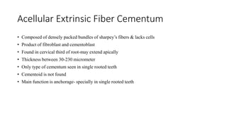 Acellular Extrinsic Fiber Cementum
• Composed of densely packed bundles of sharpey’s fibers & lacks cells
• Product of fibroblast and cementoblast
• Found in cervical third of root-may extend apically
• Thickness between 30-230 micrometer
• Only type of cementum seen in single rooted teeth
• Cementoid is not found
• Main function is anchorage- specially in single rooted teeth
 