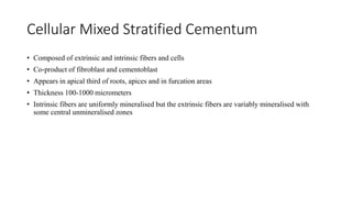 Cellular Mixed Stratified Cementum
• Composed of extrinsic and intrinsic fibers and cells
• Co-product of fibroblast and cementoblast
• Appears in apical third of roots, apices and in furcation areas
• Thickness 100-1000 micrometers
• Intrinsic fibers are uniformly mineralised but the extrinsic fibers are variably mineralised with
some central unmineralised zones
 