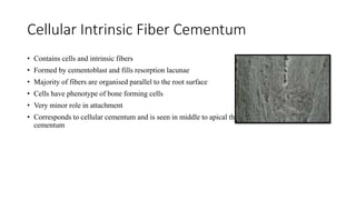 Cellular Intrinsic Fiber Cementum
• Contains cells and intrinsic fibers
• Formed by cementoblast and fills resorption lacunae
• Majority of fibers are organised parallel to the root surface
• Cells have phenotype of bone forming cells
• Very minor role in attachment
• Corresponds to cellular cementum and is seen in middle to apical third and inter-radicular
cementum
 