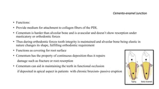 Cemento-enamel Junction
• Functions:
• Provide medium for attachment to collagen fibers of the PDL
• Cementum is harder than alveolar bone and is avascular and doesn’t show resorption under
masticatory or orthodontic forces
• Thus during orthodontic forces tooth integrity is maintained and alveolar bone being elastic in
nature changes its shape, fulfilling orthodontic requirement
• Functions as covering for root surface
• Cementum has the property of continuous deposition thus it repairs
damage such as fracture or root resorption
• Cementum can aid in maintaining the teeth in functional occlusion
if deposited in apical aspect in patients with chronic bruxism- passive eruption
 