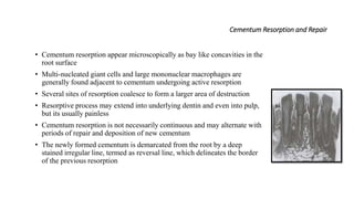 Cementum Resorption and Repair
• Cementum resorption appear microscopically as bay like concavities in the
root surface
• Multi-nucleated giant cells and large mononuclear macrophages are
generally found adjacent to cementum undergoing active resorption
• Several sites of resorption coalesce to form a larger area of destruction
• Resorptive process may extend into underlying dentin and even into pulp,
but its usually painless
• Cementum resorption is not necessarily continuous and may alternate with
periods of repair and deposition of new cementum
• The newly formed cementum is demarcated from the root by a deep
stained irregular line, termed as reversal line, which delineates the border
of the previous resorption
 