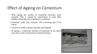 Effect of Ageing on Cementum
• With ageing the surface of cementum becomes more
irregular. This is caused by calcification of some fiber
bundles where they were attached to cementum
• Cemental width may increase with increasing age (5-10
times)
• Increase in width is greater apically and lingually
• In ageing, a continuous increase of cementum in the apical
zone may result in obstruction of apical foramen
 